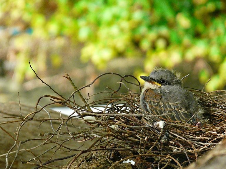 pequeo nido