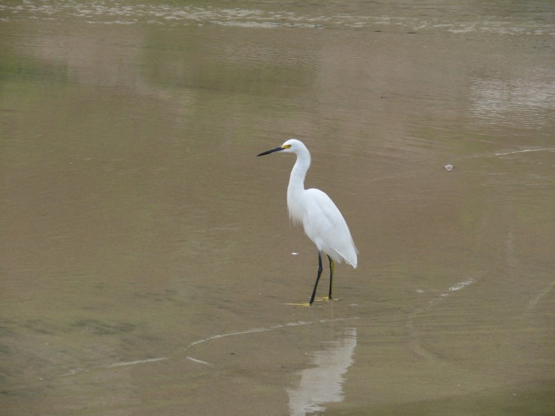 Garza