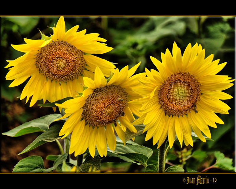 GIRASOLES