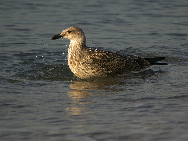 Gaviota175