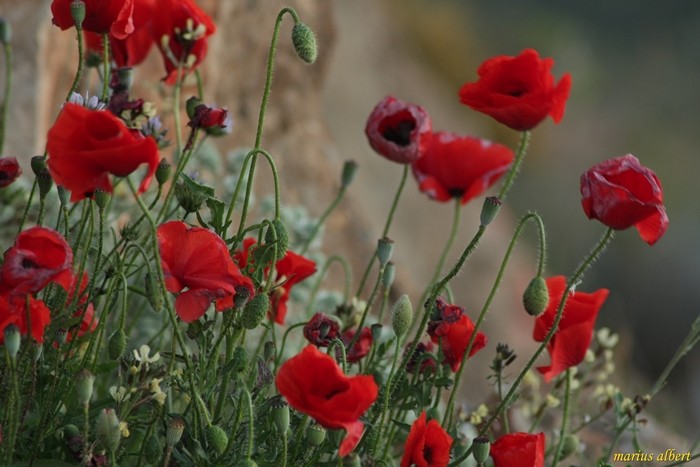 LAS AMAPOLAS