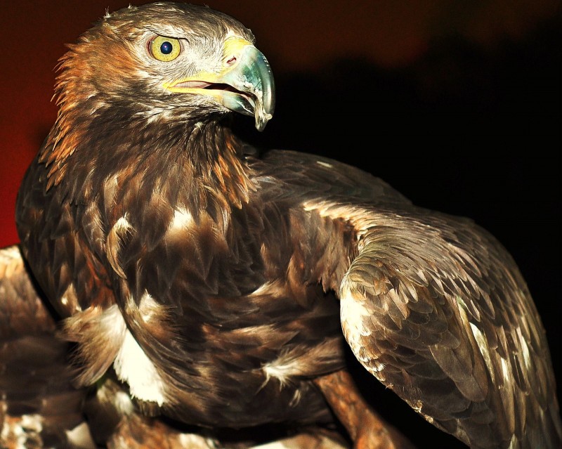 Aquila chrysaetos.