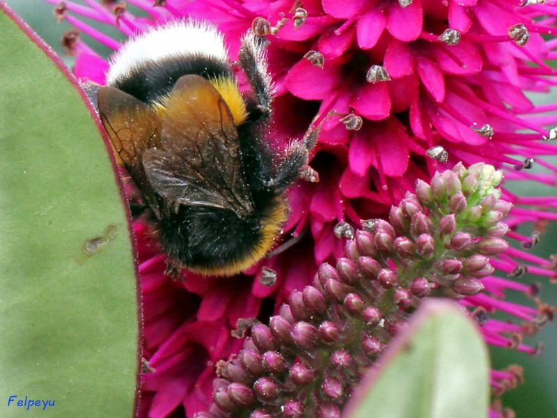 Minero de las flores