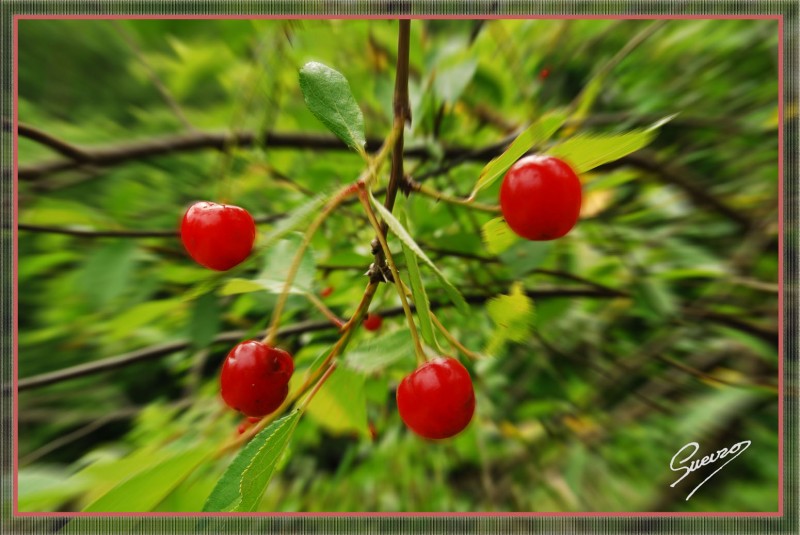 cerezas