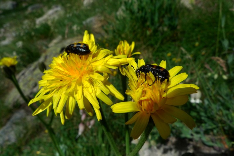 pareja