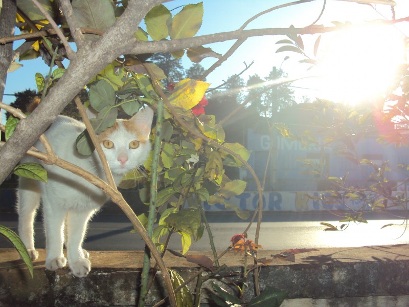 Gato en la muralla