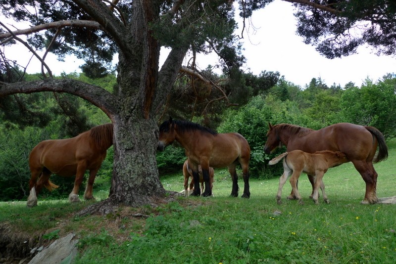 cavalls pasturant