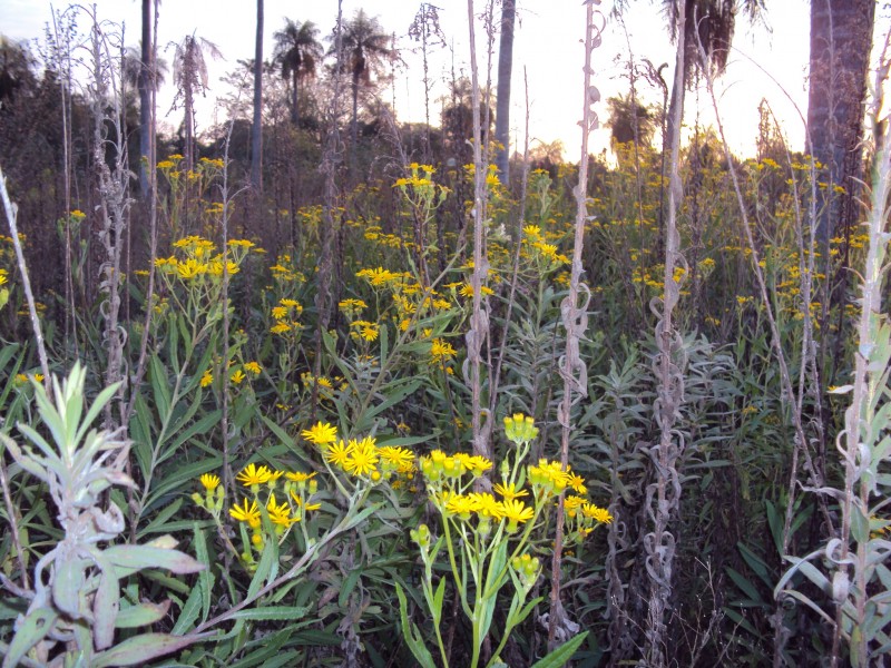 flores silvestres