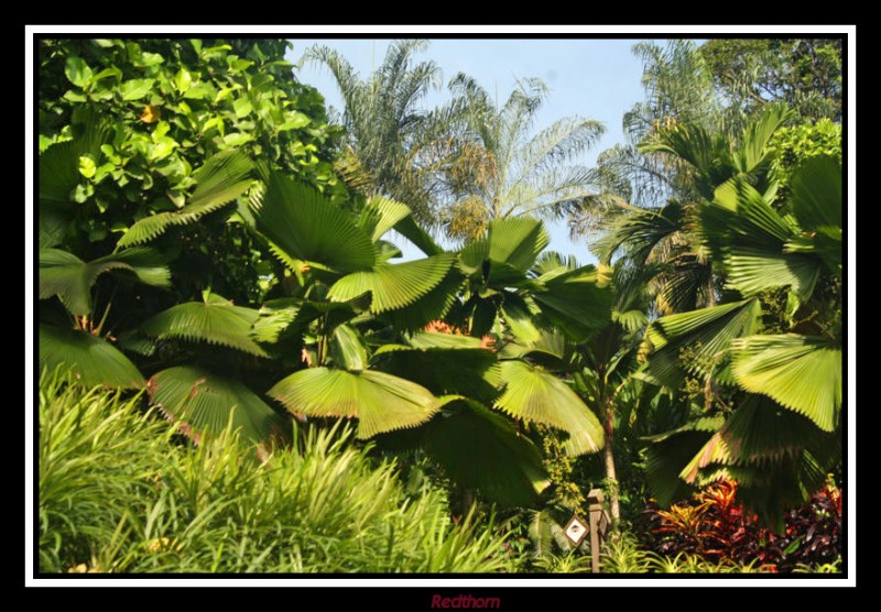 Abanicos verdes