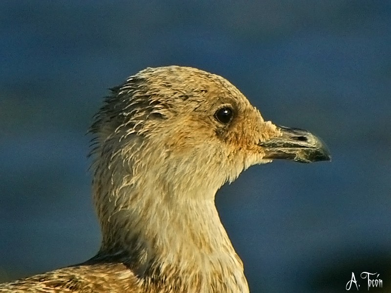Gaviota133