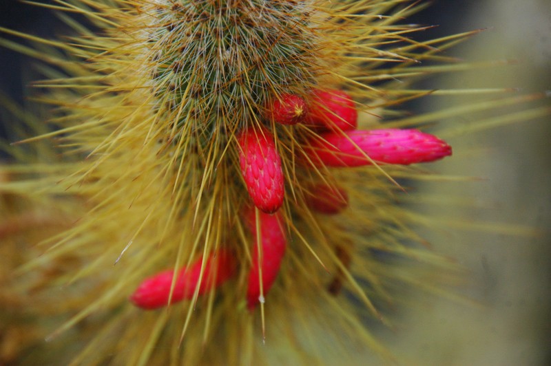 protuberancias