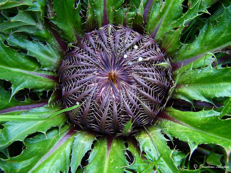 Carlina acanthifolia