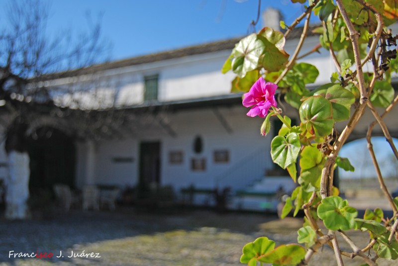 Flor en el patio