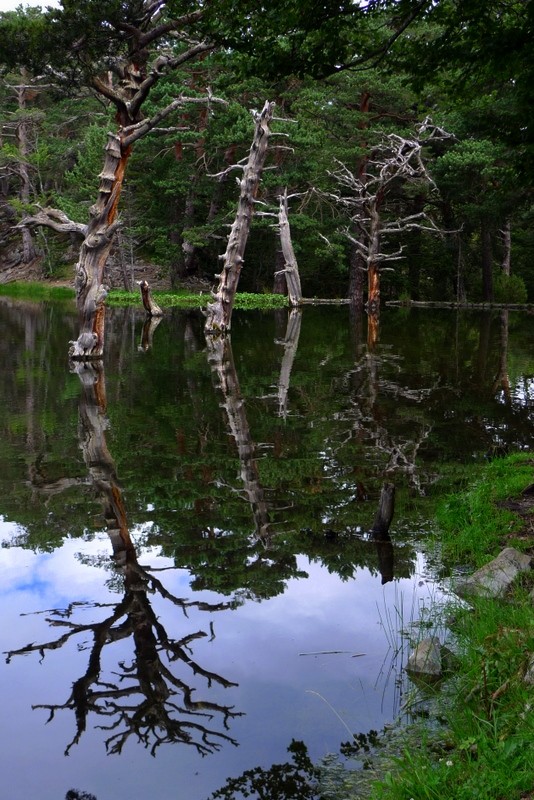 naturaleza muerta