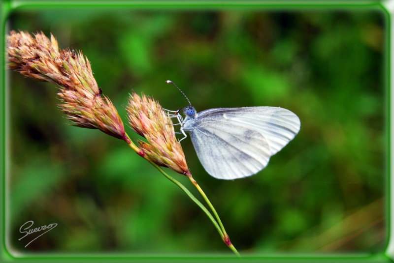 espiga y mariposa