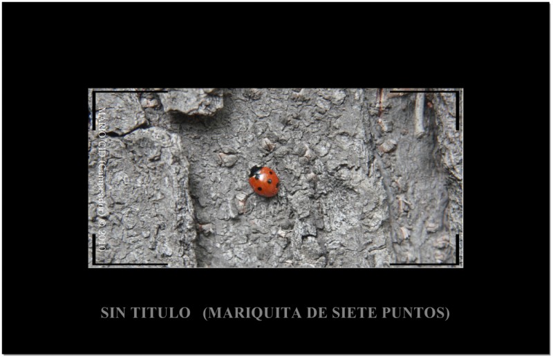 Sin ttulo (Mariquita de siete puntos).  Fotografa dedicada por Campeador a la fotomundera Isabel.