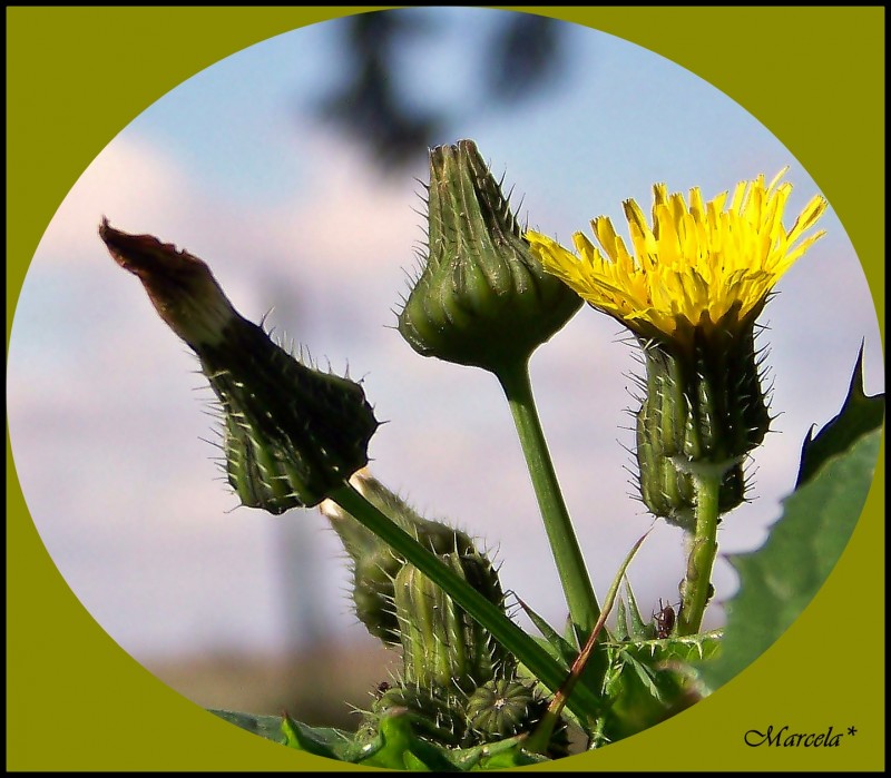 Esa florcita silvestre