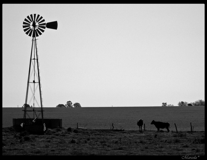 siluetas de campo