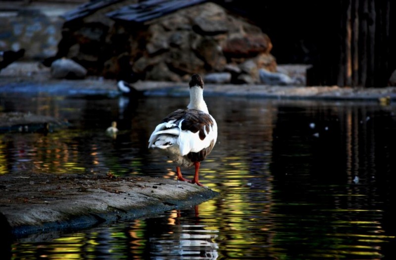 Pato de estanque