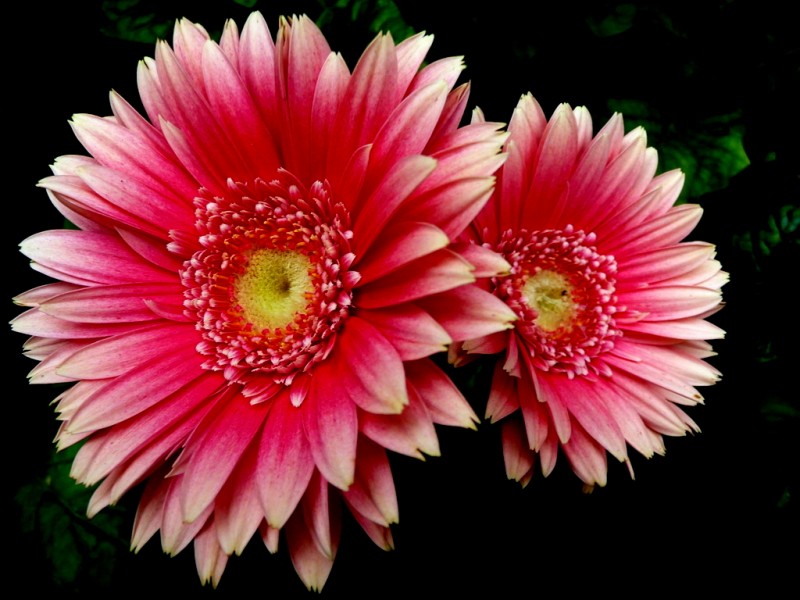 Bella gerbera