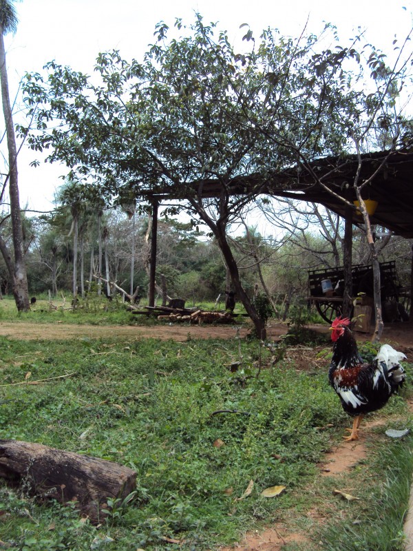 En el campo