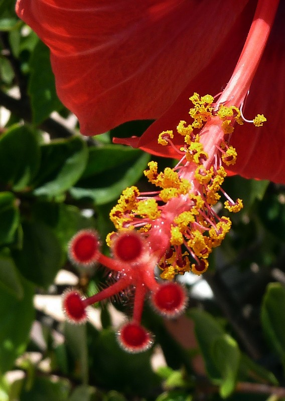 Detalle de flor