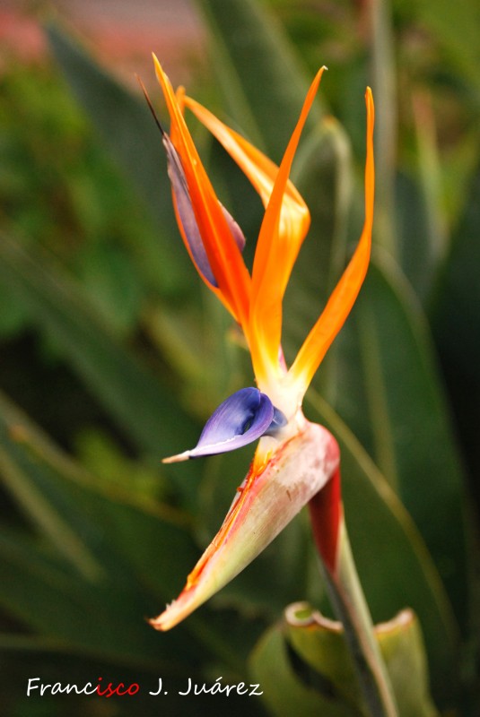 Heliconia