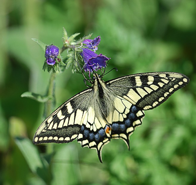 MARIPOSA