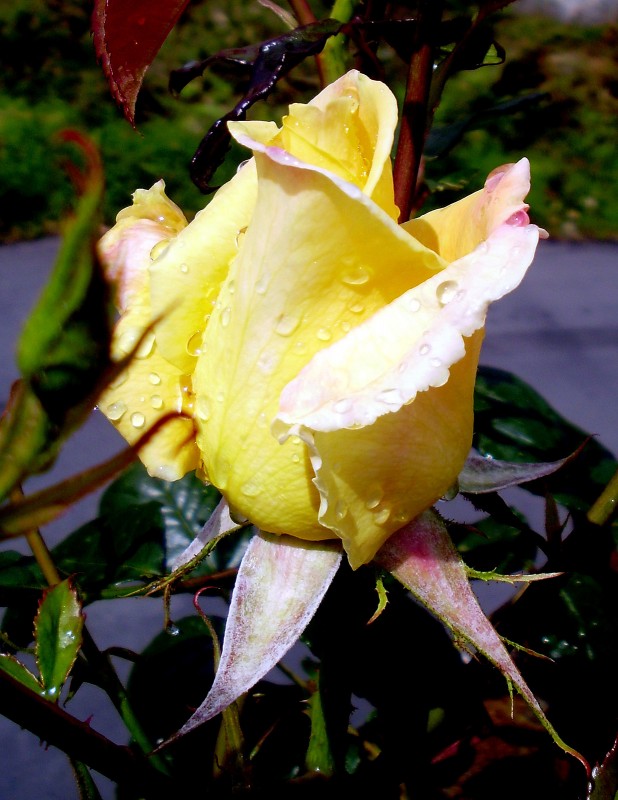 Flor de Jardin 65