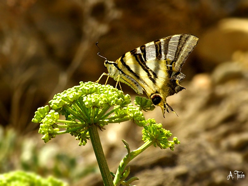 Mariposa44