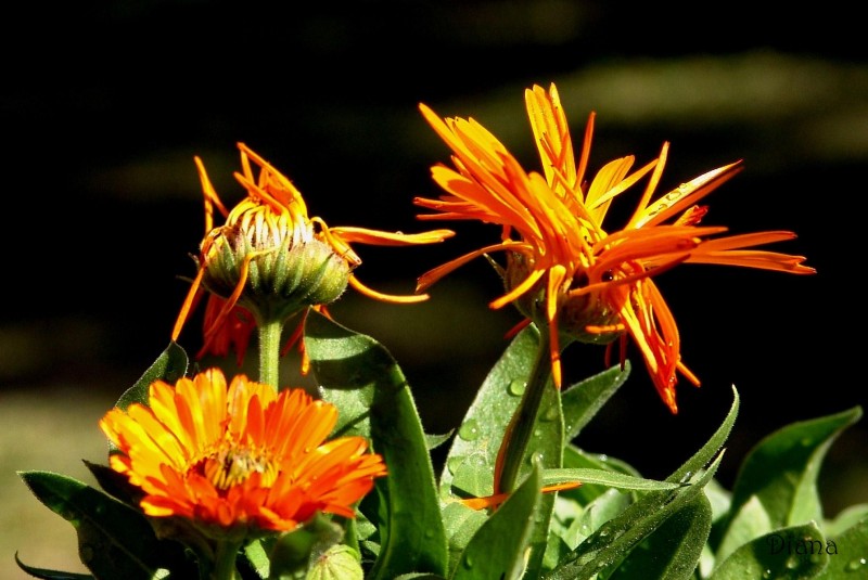 plumerillos naranjas