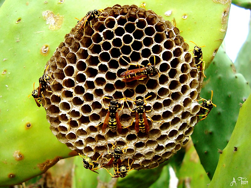 Panel de Abejas