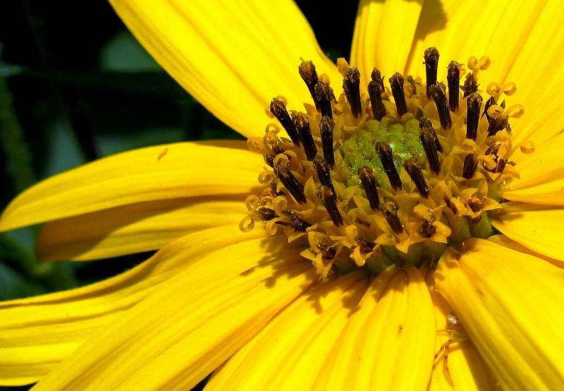 ERAS LA FLOR