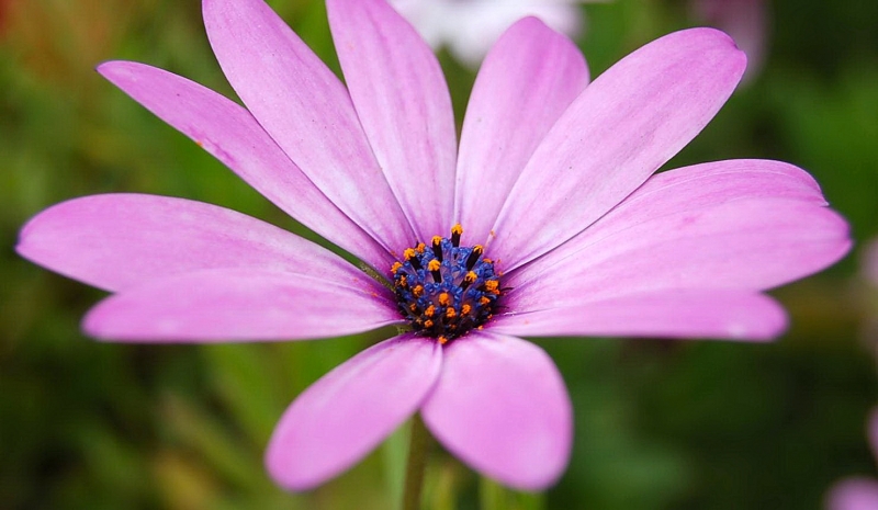 Flor Morada