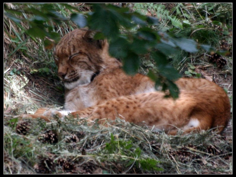 lince boreal