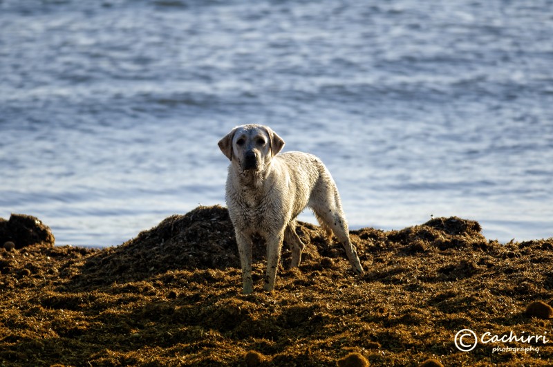 el guardian de la playa