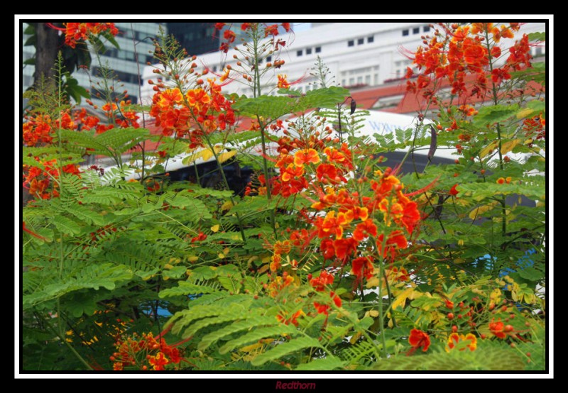 Flores entre rascacielos