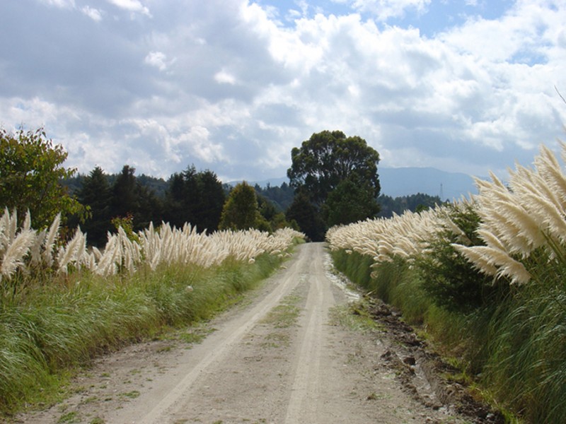 CAMINO RURAL