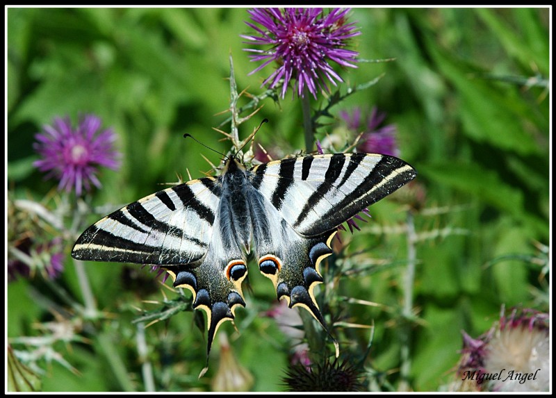 MARIPOSA