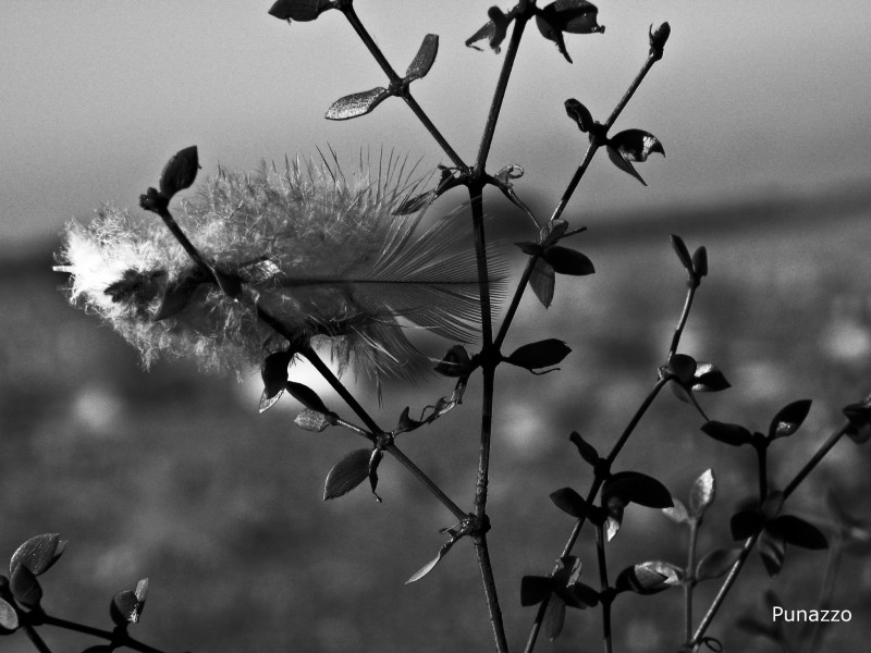 Pluma Viajera