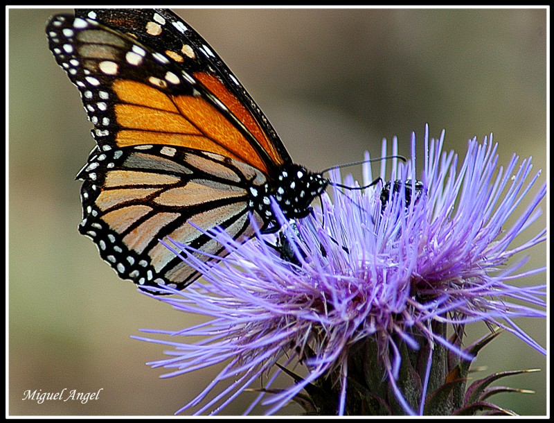 mariposa (monarca)