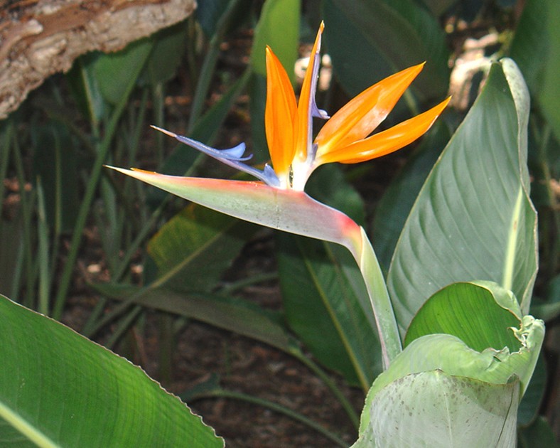 STRELITZIA