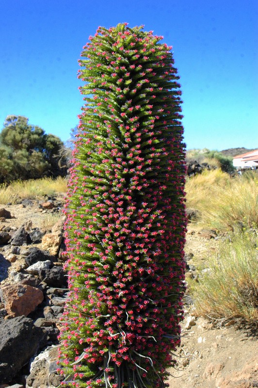 Flores