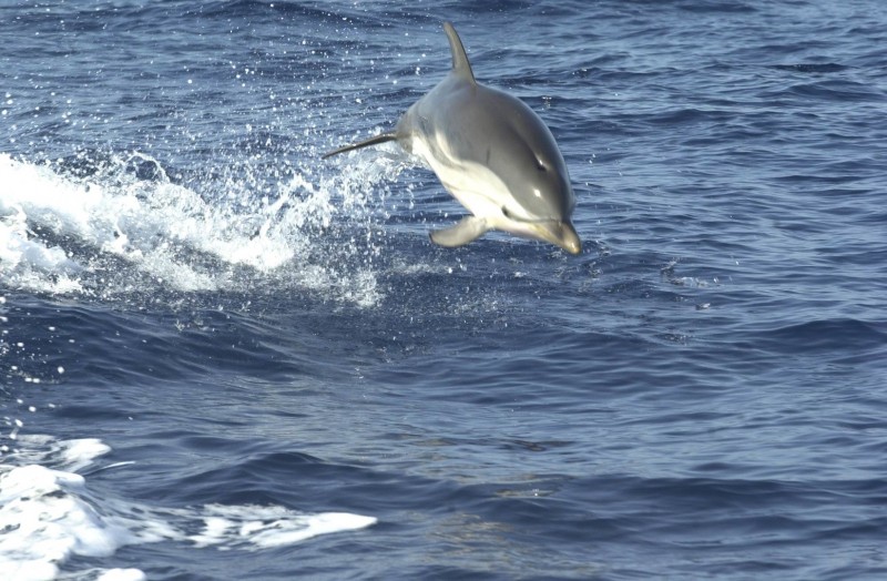 Defin, Costas Canarias