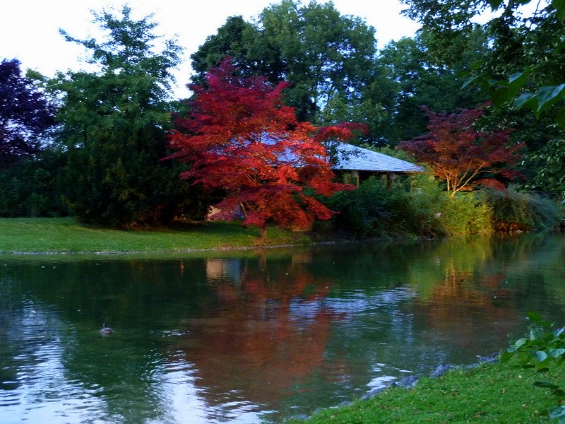 jardin japons