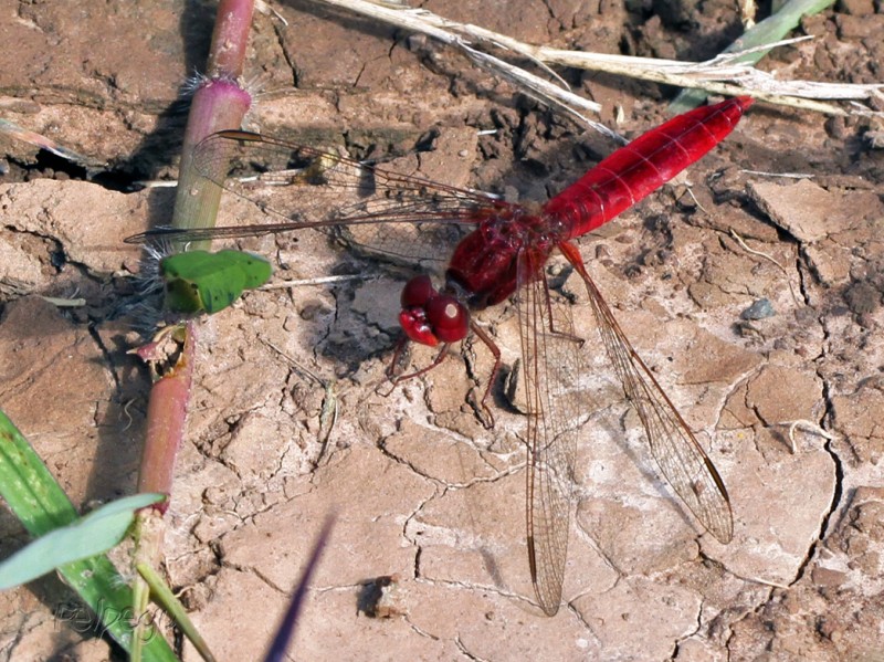 Rojo pasin