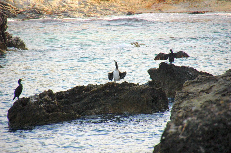 Cormoranes