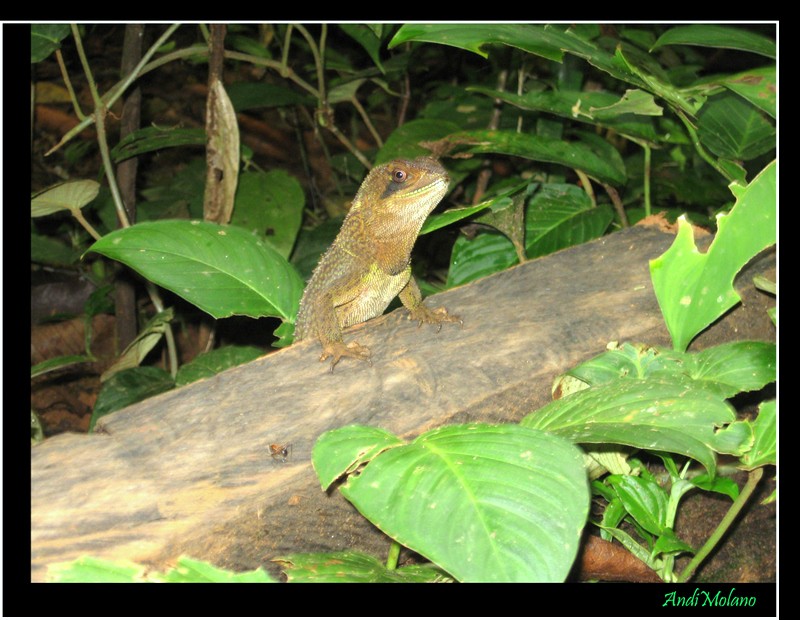 Lagarto Lobo