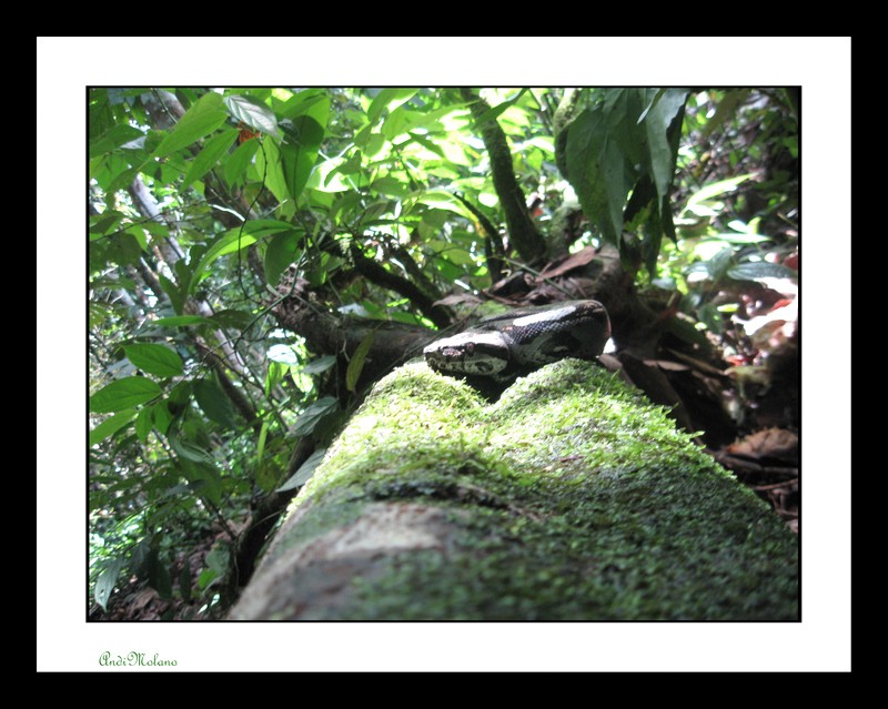 Taya equis (Bothrops atrox)