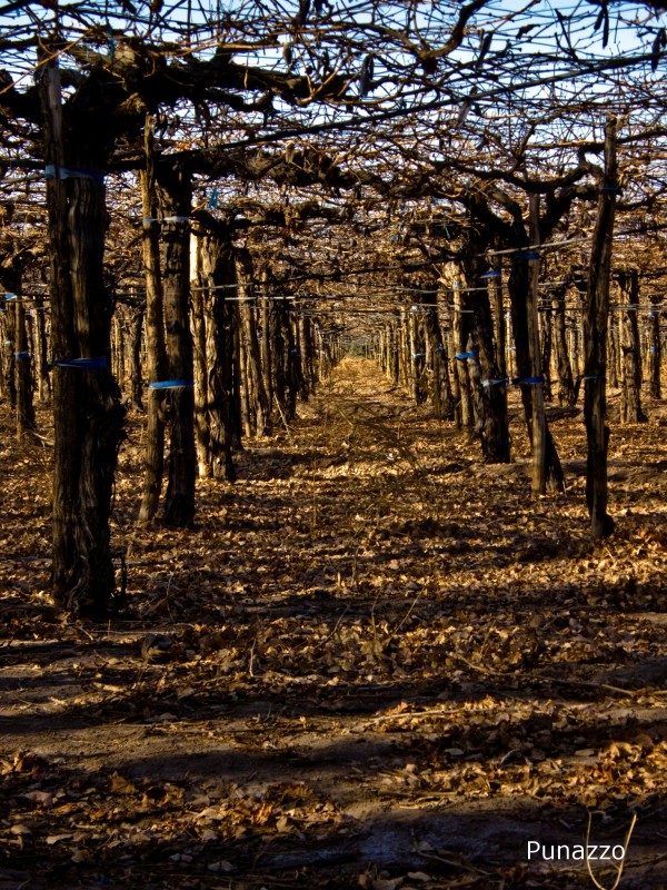 Viedos en Invierno